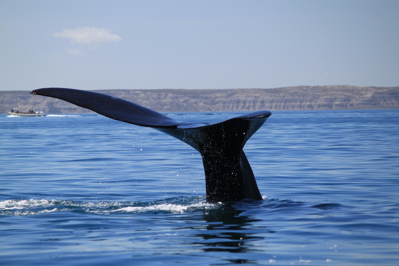 Responsible Whale Watching: Impact on Marine Life